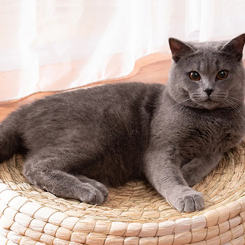 Natural hand-woven pet bed, a cozy cat nest and sleep retreat, perfect pet accessory for feline relaxation.