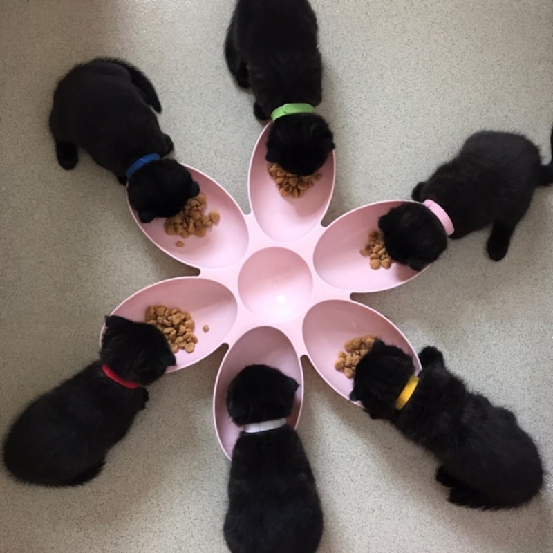 Innovative 6-bowl slow feeder for cats & small dogs, a multi-color flower pet dish.