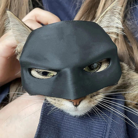 Pet costume: Black Cat's Heroic Mask for funny cat photoshoots, Halloween, and dress-up parties.