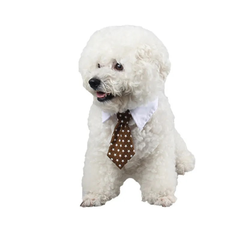 Elegant pet collar, dog & cat accessory with striped bowtie, formal petwear fashion.
