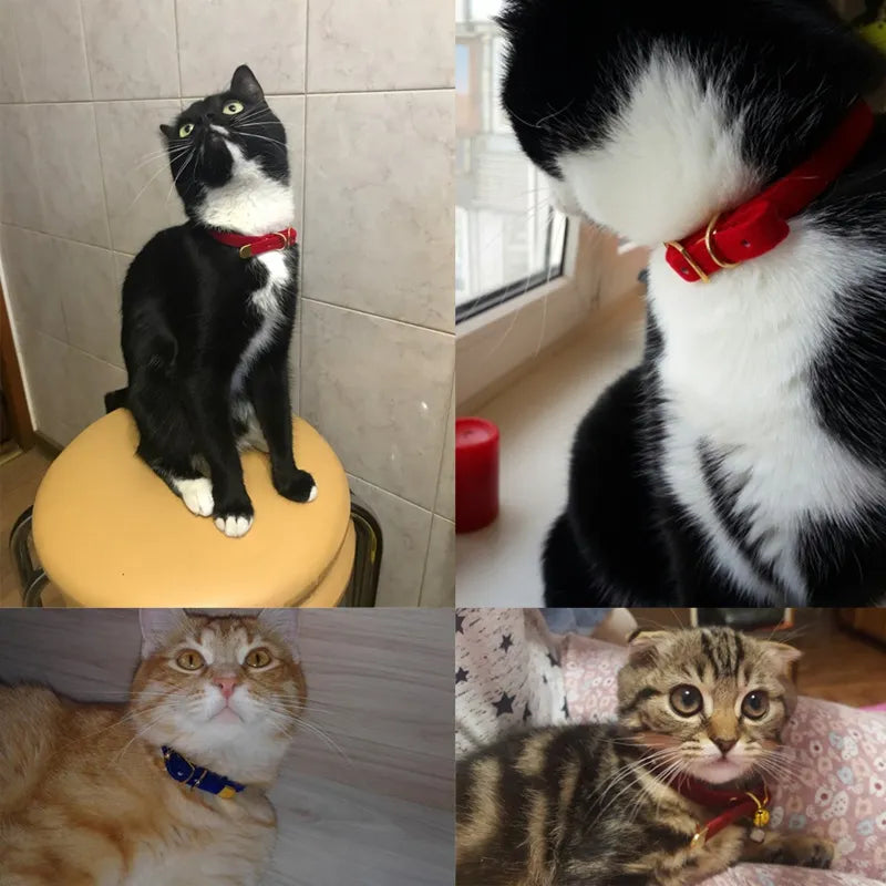 Red velour cat collar with a shiny golden buckle, adjustable for comfort and stylish cat fashion.
