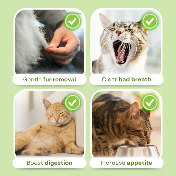 Close-up of cat grass chewing sticks, a natural cat treat for dental health, digestion & hairball control.