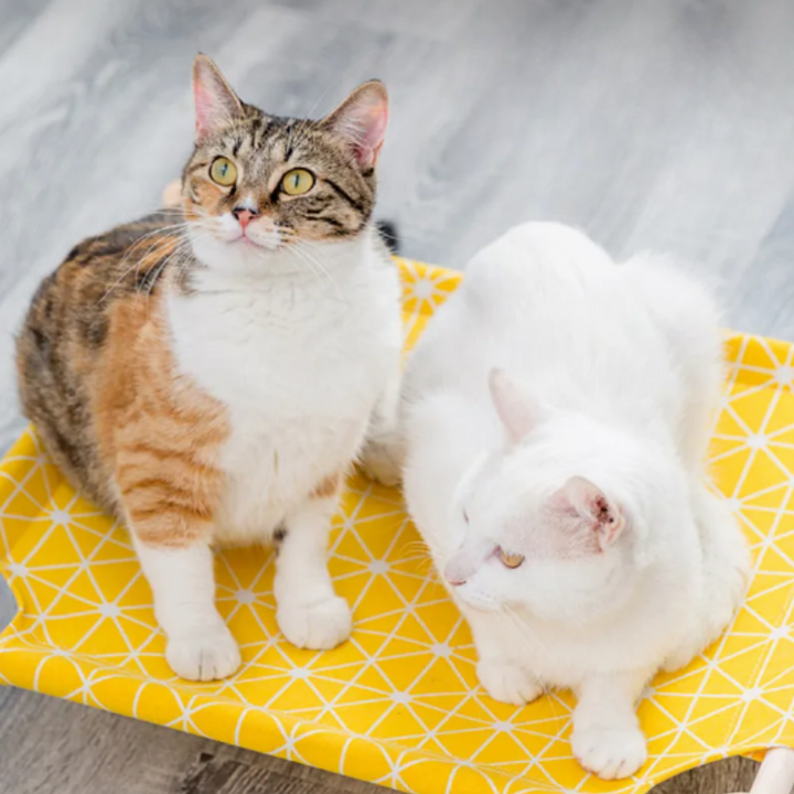 Cozy elevated cat bed with a soft, washable cover, perfect for indoor feline comfort and relaxation.