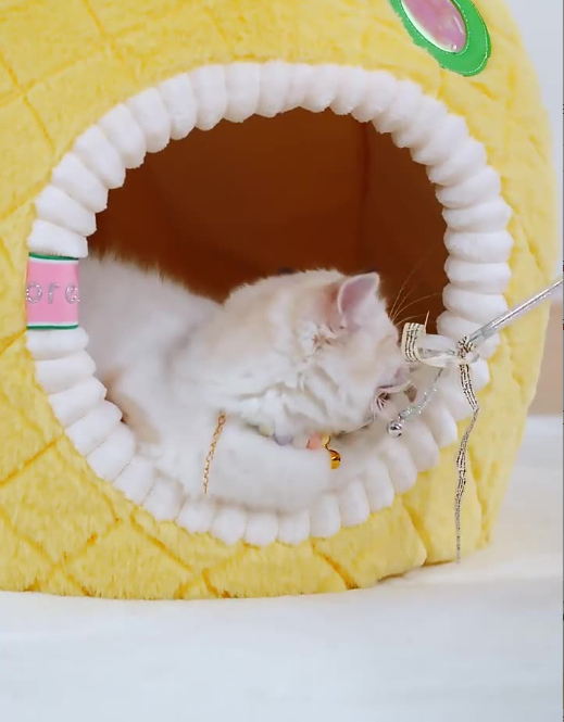 Inviting pineapple cat bed, a cozy pet cave for cats to sleep. Ultra-soft pet furniture for relaxation.