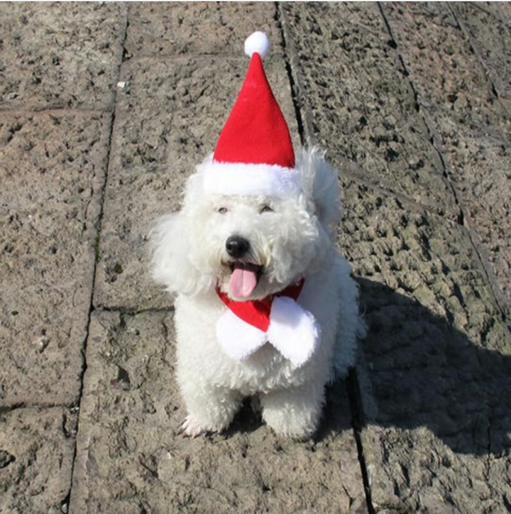 Cozy cat Christmas scarf & mini Santa hat set, perfect winter pet apparel for festive felines.