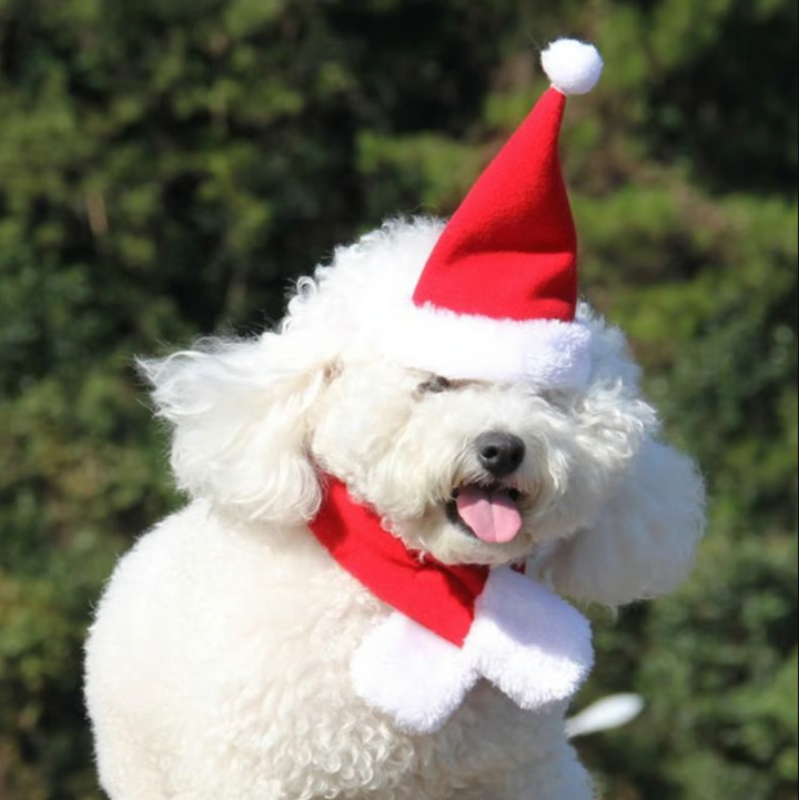 Dress your pet in this festive Christmas hat & scarf set for holiday parties & family photos.