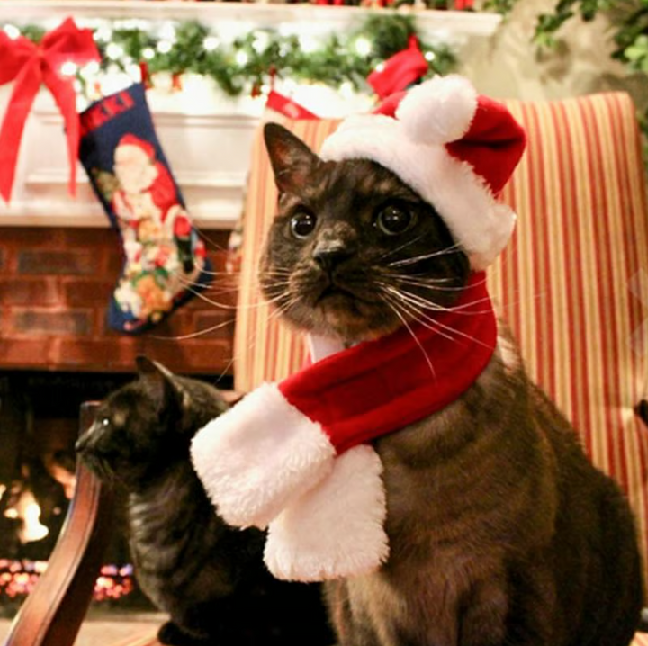 Festive dog Christmas hat & scarf set, red & white, perfect holiday pet costume & winter apparel.