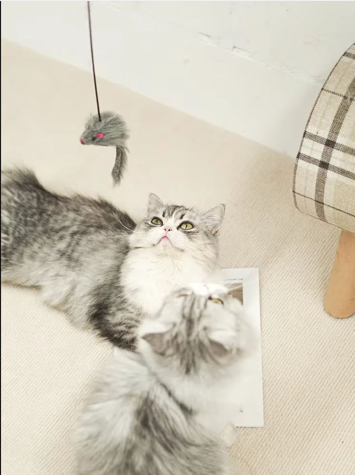 Cats love this jumping mouse door toy! Interactive play for kittens & adult cats. 3 pack.