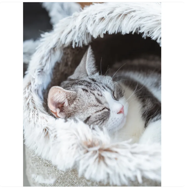Durable & washable cozy cat house bed with a fluffy edge, a perfect pet retreat for your sleeping cat.