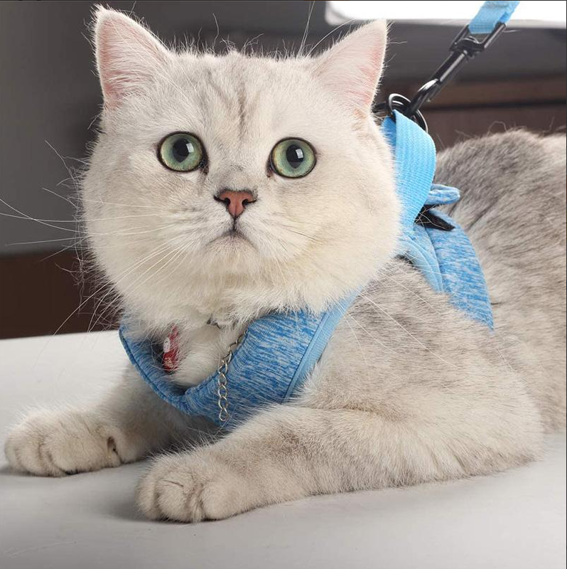 Adventure-ready cat harness & leash for exploring outdoors, ensuring feline safety.