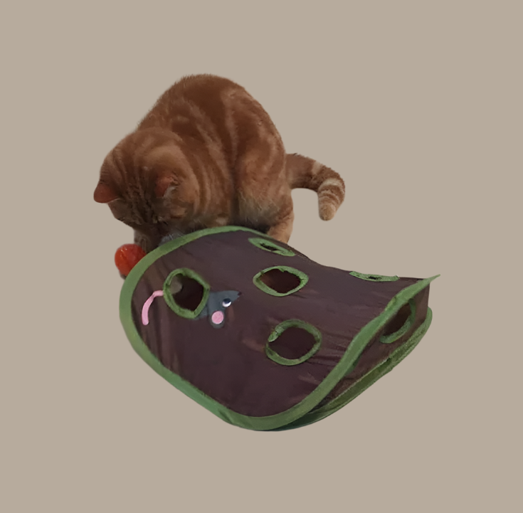 Feline fun: green interactive cat toy tent, perfect for play and a cozy rest spot.