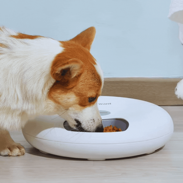 Automatic dog food dispenser bowl, providing scheduled and controlled portions for healthy eating.