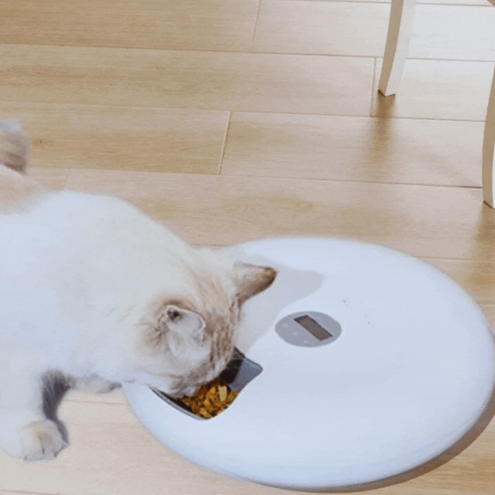 Digital automatic pet food dispenser bowl for timed meals, perfect for cats and dogs.