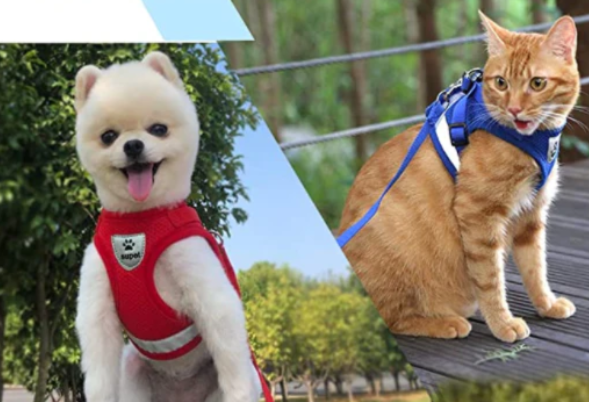 Complete cat harness & leash set, designed for secure, comfortable, and enjoyable feline adventures.