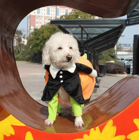 Funny dog pumpkin Halloween costume with 3D design, adjustable fit, and plush figure for small to medium dogs.