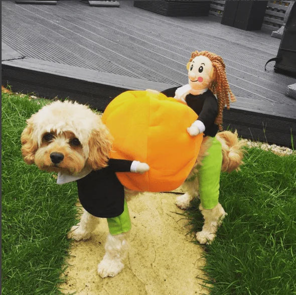 Funny dog pumpkin Halloween costume with 3D design, adjustable fit, and plush figure for small to medium dogs.