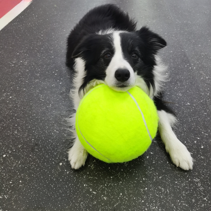 Giant fetch ball for dogs, perfect for ultimate playtime fun & exercise outdoors with active pets.