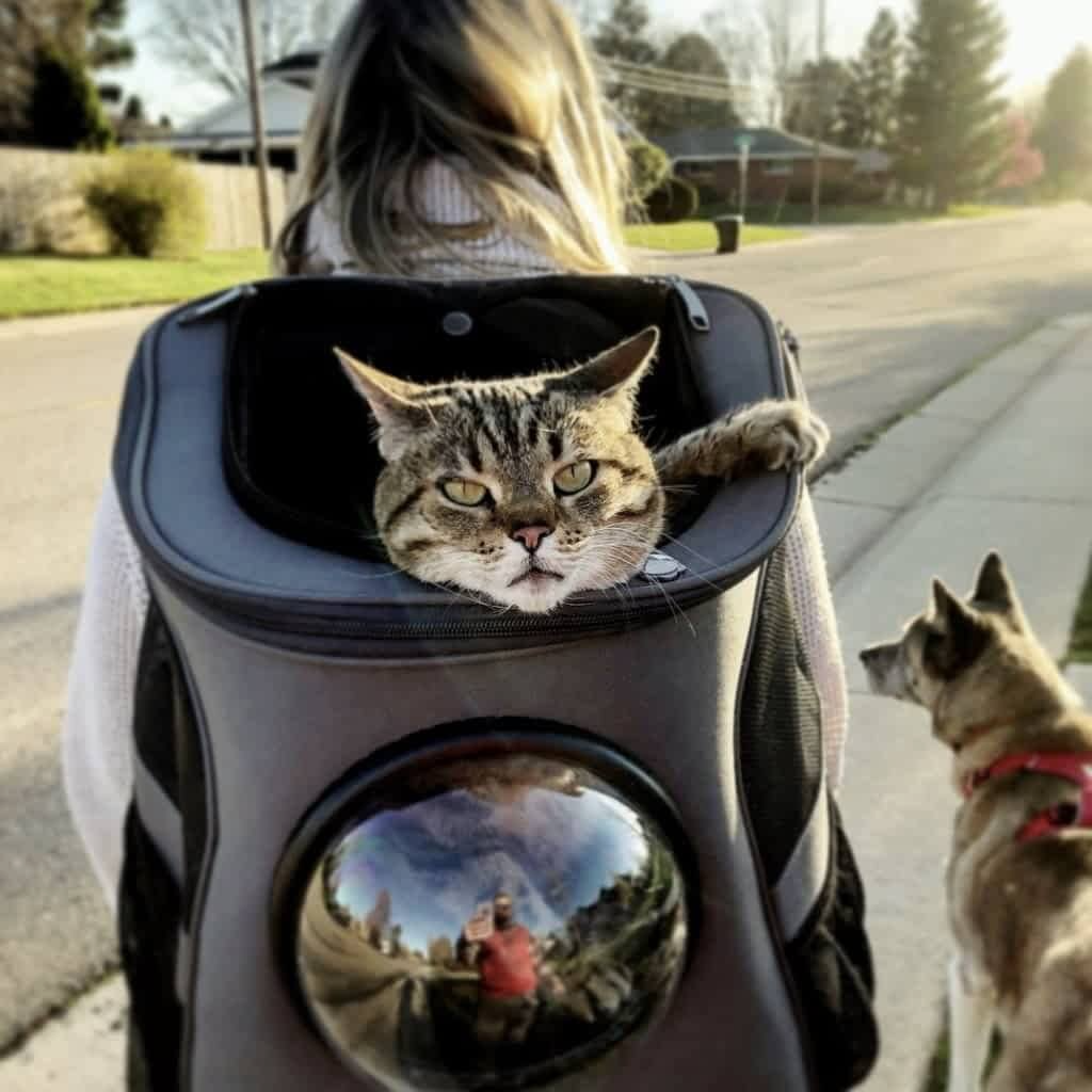 "Large cat travel backpack with bubble window, spacious with a panoramic view, mesh openings for comfort and security."