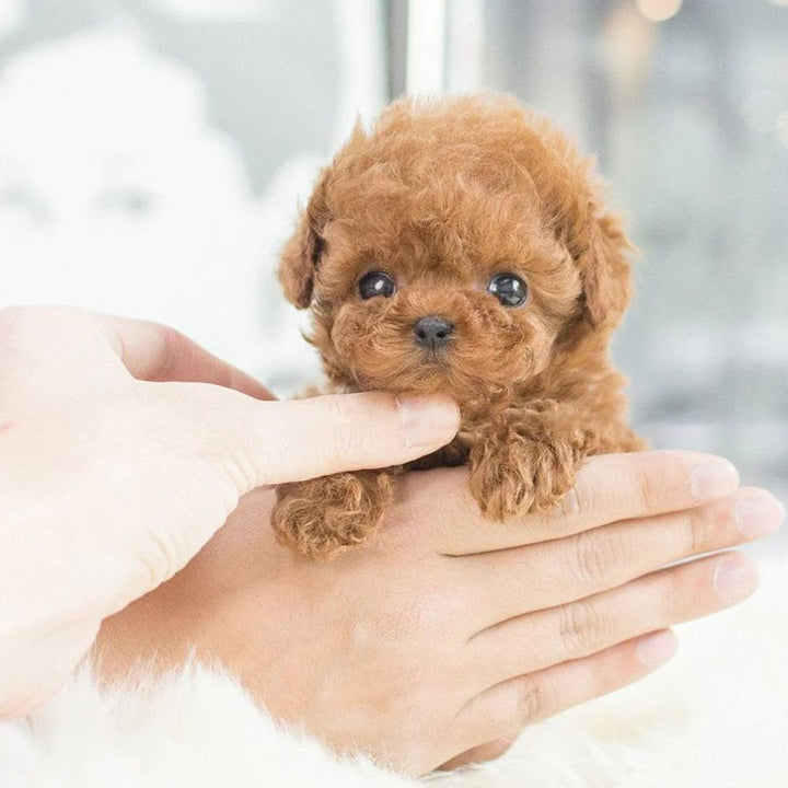 Cute brown & white interactive robot puppy. Lifelike animal companion, perfect travel friendly smart pet toy for kids.