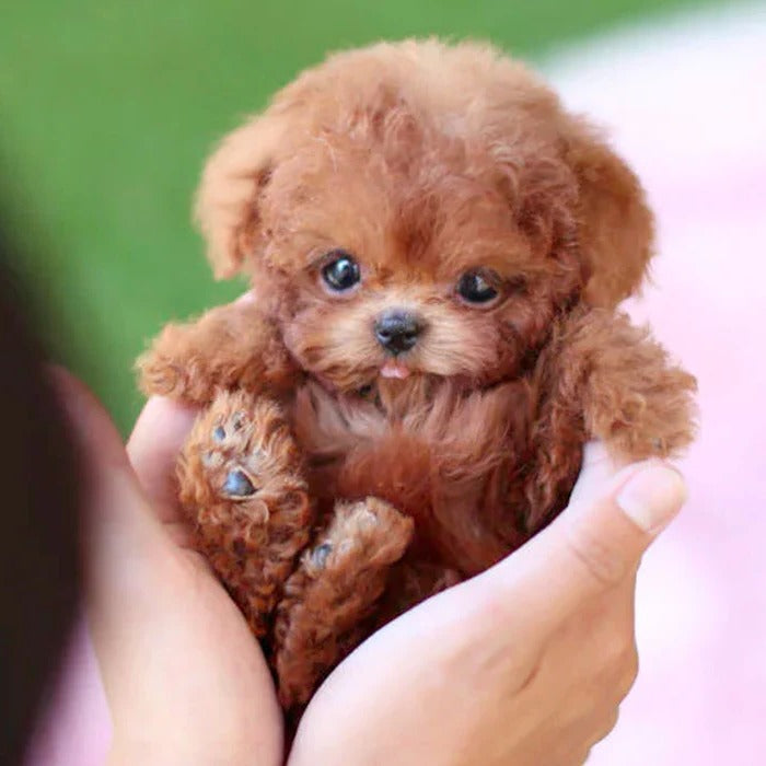 Realistic interactive robot puppy toy for kids, lifelike electronic pet playmate.
