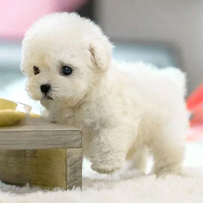 Sound-activated & touch-responsive robot puppy toy, perfect interactive gift for kids.