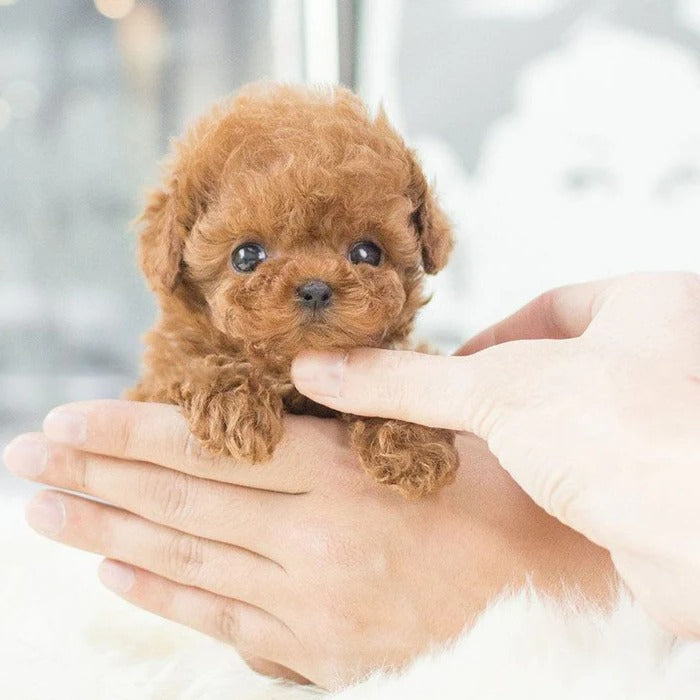 Electronic pet robot puppy, realistic interactive toy for children, touch-responsive.