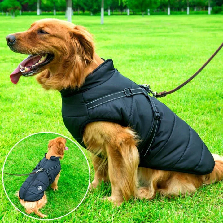 Waterproof winter dog jacket with integrated harness for warmth & safety in cold weather.