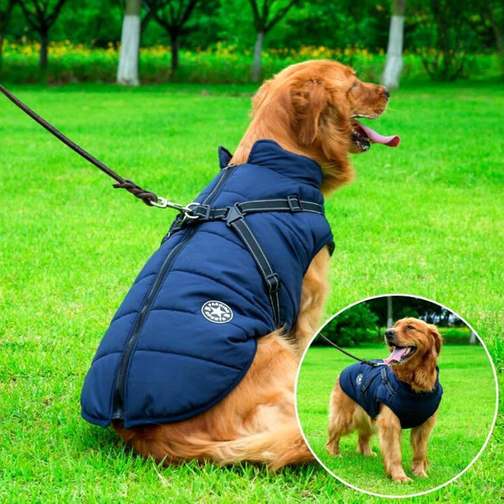 Dog wearing a durable waterproof winter jacket with an integrated harness, ready for outdoor cold weather.